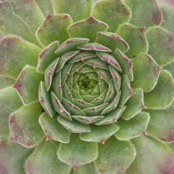 Sempervivum - Dachwurz - Hauswurz